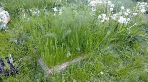 Weeds and garden maintenance Melbourne, Dave's Home Maintenance, weeding melbourne, handyman weeding melbourne, handyman weeding ferntree gully